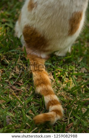orange cat and tail
