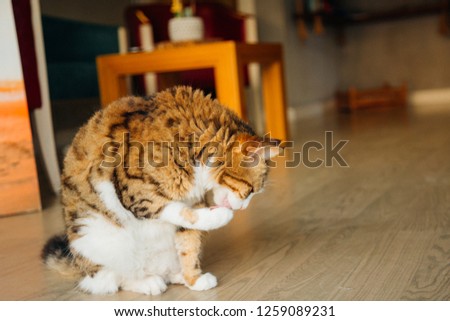 cat licking her paw
