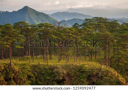 Landscape photo of pine forest on the summit of mountain with warm tone sun light in evening . Phu soi dao national park Uttaradit , Thailand