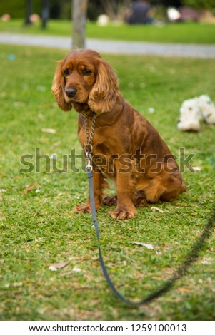 cute leash dog