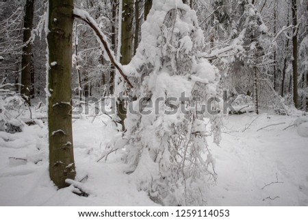 snowy forest at tanzplan near sebnitz 