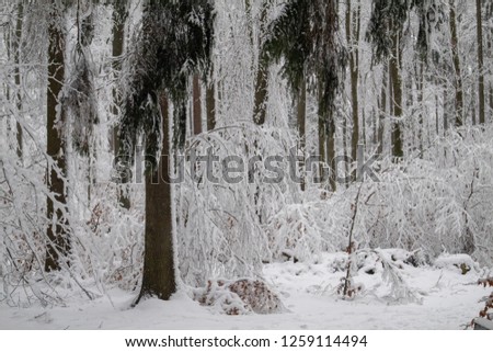 snowy forest at tanzplan near sebnitz
