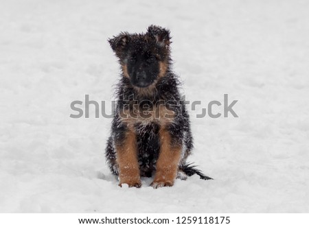 German Shepherd puppies for a walk in winter
