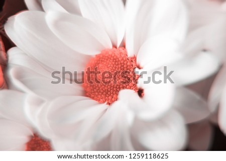 White chamomile, chrysanthemum macro. living coral color of the year 2019