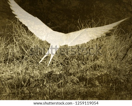Angel wing on grey background. Abstract photo of a bird in nature
