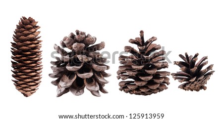 Cones collection of coniferous trees, isolated Royalty-Free Stock Photo #125913959