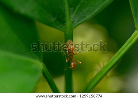 Ants are on leaves in nature.