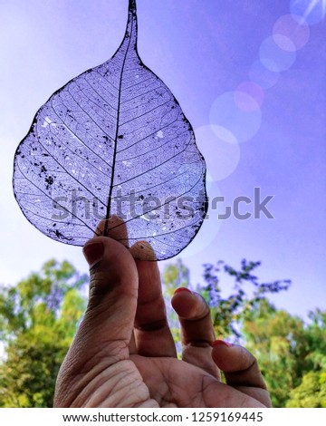 GUNA, MADHYA PRADESH - 12 November : Picture of a dry leaf in bright sunlight with green background.