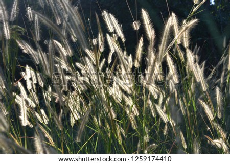 blooming tropical squirrel grass flowers in bright sunlight