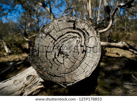 Close up look of chopped tree log with circular pattern of rings in the middle