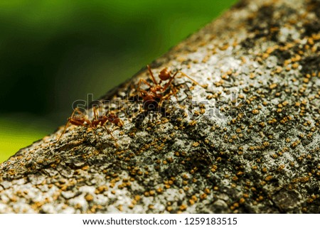 Ants on a tree in nature.