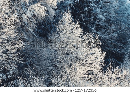 trees under the snow, snow forest, winter in Russia, winter landscape