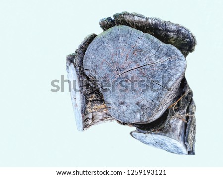 wooden stump  isolated on  white  background.