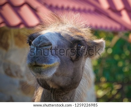Camel portrait close-up on blurred background