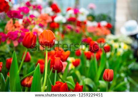 Tulip garden with colorful flowers in the field. Red, yellow and orange plants beautiful landscape.
