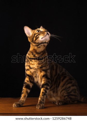 golden bengal cat studio shot