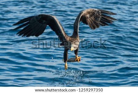 Adult White-tailed eagle fishing. Blue Ocean Background. Scientific name: Haliaeetus albicilla, also known as the ern, erne, gray eagle, Eurasian sea eagle and white-tailed sea-eagle. Natural habitat