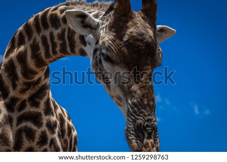 Close up Giraffe in a Nature Reserve in South Africa