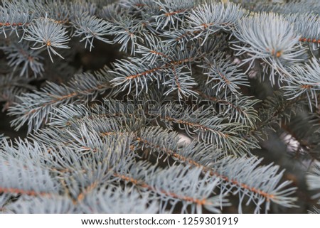 Fir tree brunch close up. Shallow focus. Fluffy fir tree brunch close up. Christmas wallpaper concept. fir background