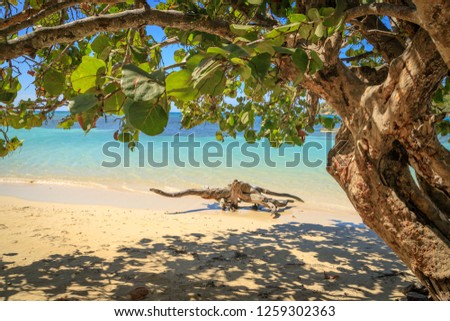 Driftwood on the Caribbean beach. Turquoise water. Sunshine. Relaxation. Dominican Republic