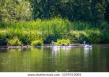 flock of wild birds resting in water near shore, summer green foliage
