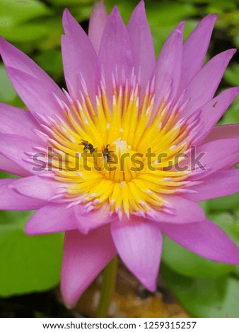 close up pink lotus and bees eating nectar with lotus leaf blur background
