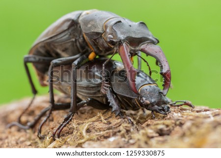 macro photo on eye height of adult male and female stag beetles copulating on an oak branch  with backlight conditions and  green out-of-focus background