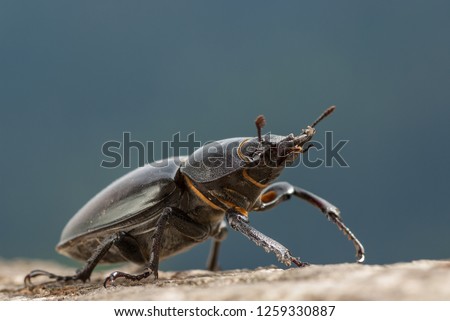 close-up on eye height in side view of an adult female stag beetle crawling on an oak branch with backlight conditions and out-of-focus background in cold blue colour