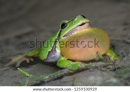 closeup view on eye heigt of male european tree frog croaking loud with its big bubble sound sitting in shallow water of a pond calling for female frog to mate Royalty-Free Stock Photo #1259330929