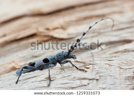 macro photo from side view of an adult male Rosalia longicorn beetle sitting on beech wood with bright brown blurred beech wood in the background
