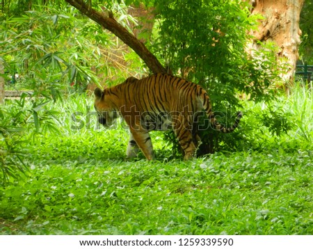 South Indian Tiger Playing near a tree