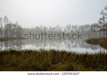 morning mist in the swamp area in sunrise. bog tree details near water