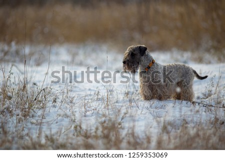 The Cesky Terrier in the winter Royalty-Free Stock Photo #1259353069