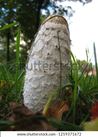 macro photo with a decorative background texture of a surface of a mushroom in a forest on a grass background as the source for prints, decor, posters, interiors