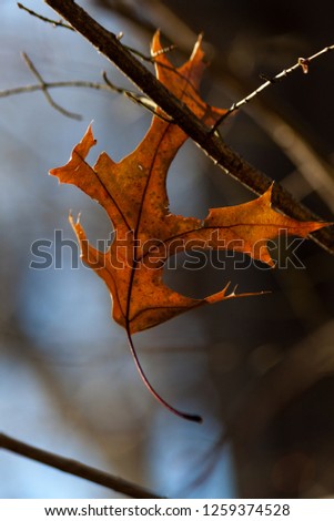 isolated leaf during the autumn season