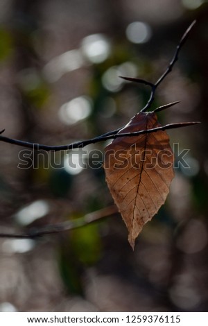 isolated leaf during the autumn season
