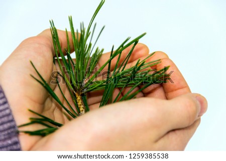 Spruce branch in children's hands