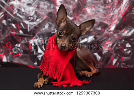 Dog Russian Toy Terrier. holiday Christmas