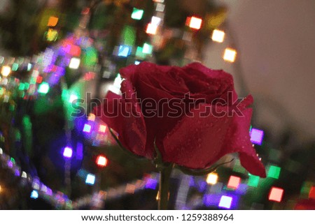 Red rose on a background garlands