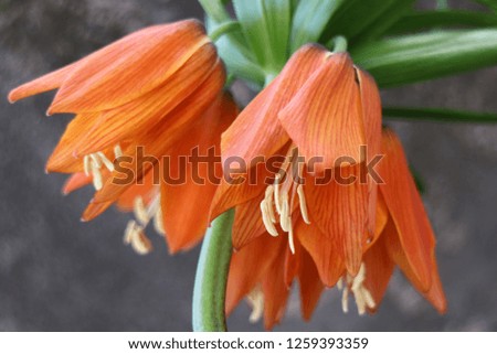 Crown Imperial Flowers with long stamens