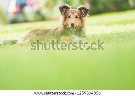 A brown with fox colors shetland dog resting lay down on the meadow and looking directly at the camera for a nice doggy portrait picture