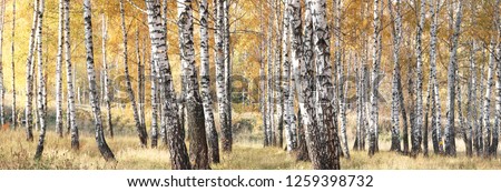 beautiful scene with birches in yellow autumn birch forest in october among other birches in birch grove Royalty-Free Stock Photo #1259398732