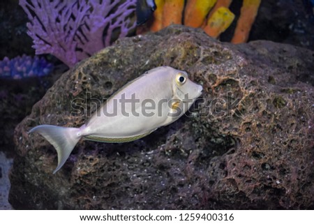 Bluespine Unicornfish are feeding in aquarium display cabinets.