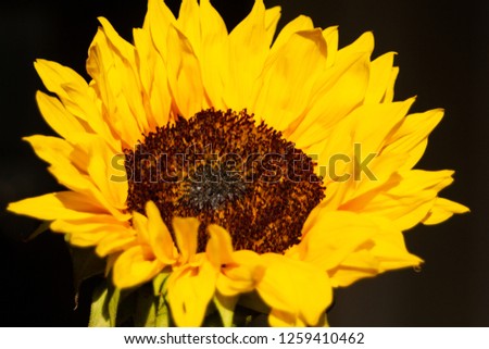 A beautiful scene, closeup of a flower during sunrise with a shallow focus pulled in at the bottom. 