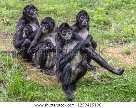 The portrait of spider monkey family. Prague, Czech Republic Royalty-Free Stock Photo #1259415190