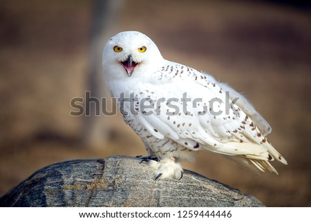 Snowy Owl Closeup