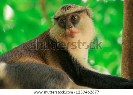 The Mona monkey in the Rain Forest, Ghana Royalty-Free Stock Photo #1259462677