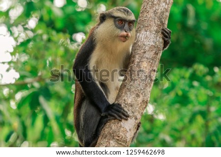 Serious Mona monkey on the Tree in the Rain Forest, Ghana Royalty-Free Stock Photo #1259462698