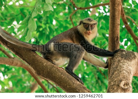 Interested Mona monkey in the Rain Forest, Ghana Royalty-Free Stock Photo #1259462701