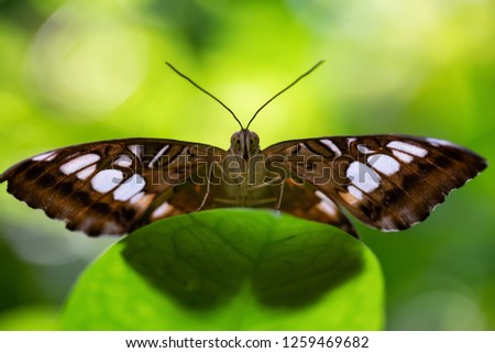 Beautiful macro picture of a brown and white butterfly sitting on a green leaf.